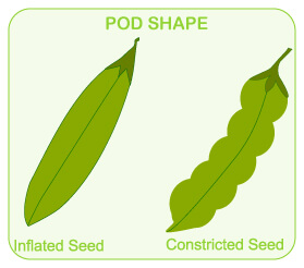 mendel and his work, mendel's seven traits, flower color, flower position, seed shape, seed color, stem heigh, pod shape, pod color, dihybrid cross, m